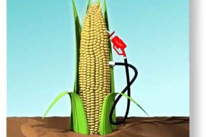 biofuels corn.jpg